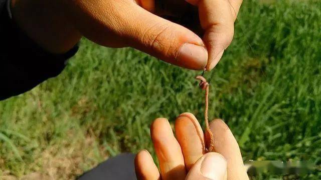 用蚯蚓釣魚打窩用什么_釣魚蚯蚓打窩用什么餌料_蚯蚓釣魚用什么打窩