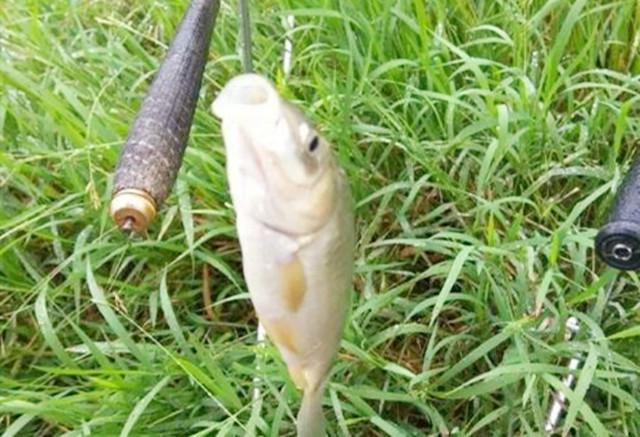 用蚯蚓釣魚打窩用什么_蚯蚓釣魚用什么打窩_釣魚蚯蚓打窩用什么餌料