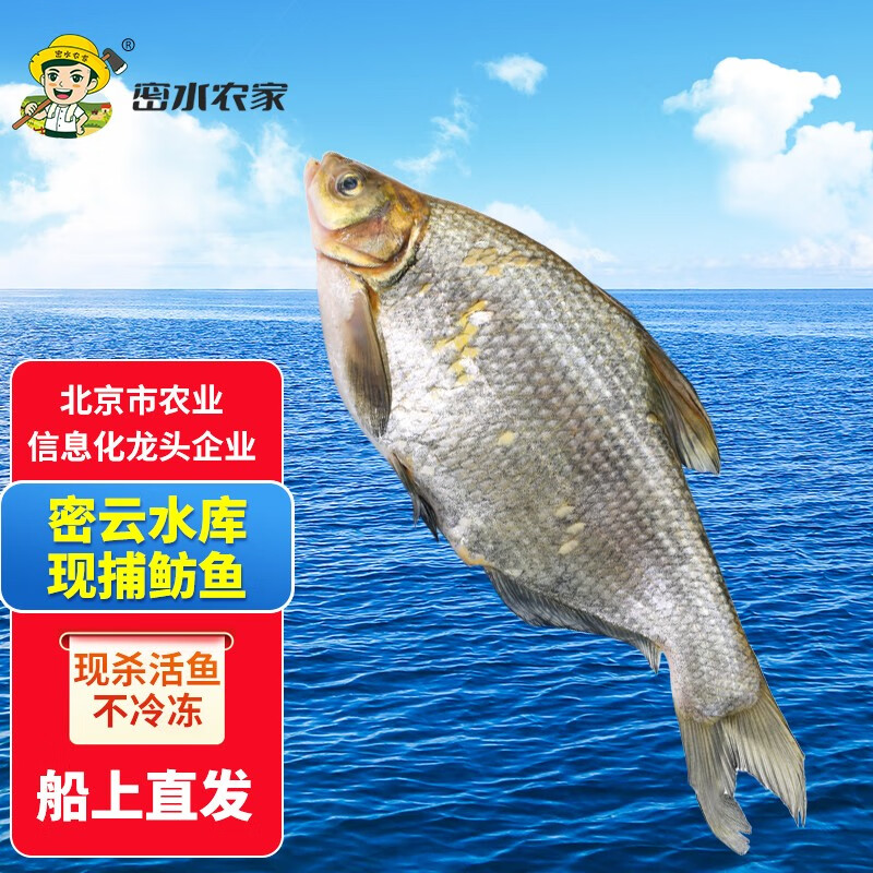 釣水庫鯽魚用多長的桿子_釣水庫鯽魚怎么調漂_水庫釣鯽魚