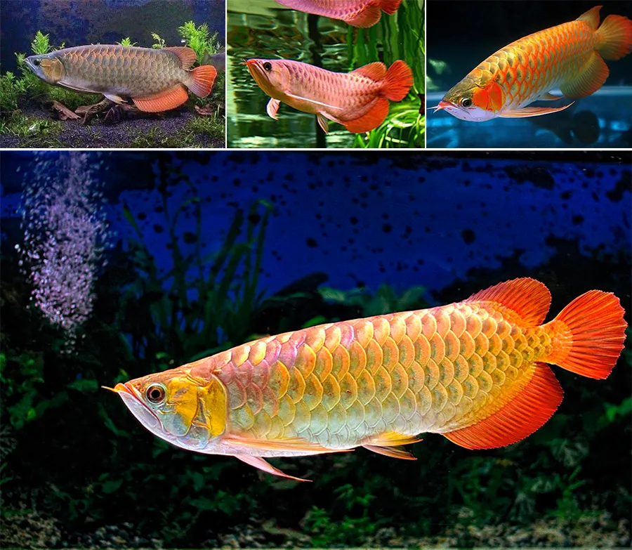 釣水庫鯽魚怎么調漂_釣水庫鯽魚用多長的桿子_水庫釣鯽魚