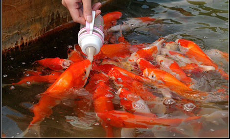 魚缸錦鯉喂食時間和喂食量_錦鯉魚缸_魚缸錦鯉水溫多少合適