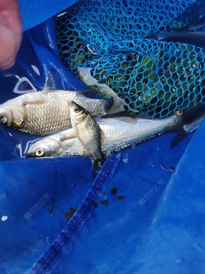 釣白條_公認釣白條最快的釣法_釣白條的釣法
