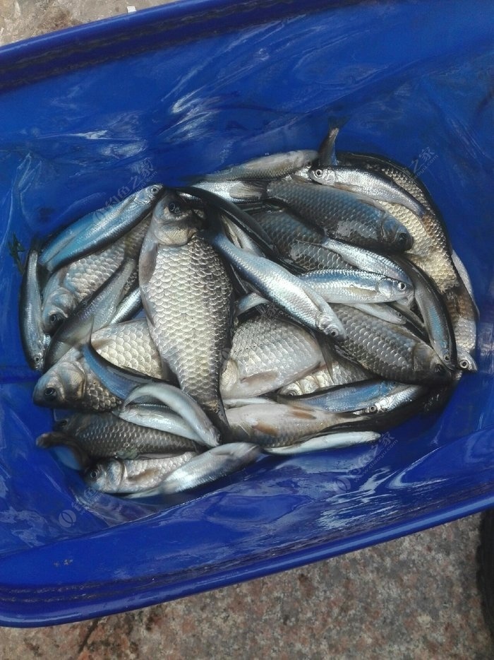 釣白條的釣法_公認釣白條最快的釣法_釣白條