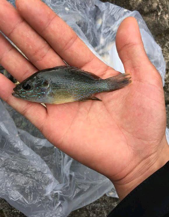 鯽魚的生活習性_鯽魚的生活環境及釣法_鯽魚生活環境及特點視頻