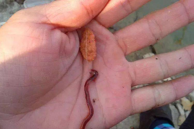 鯽魚生活環境及特點視頻_鯽魚的生活習性_鯽魚的生活方式與生活環境