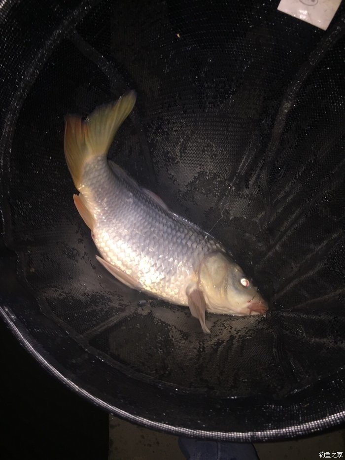 老鬼釣魚視頻_老鬼釣魚視頻游釣世界_老鬼野釣視頻