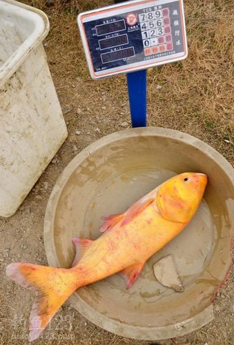 區分鰱魚鳙魚_鰱魚和鳙魚的區別_區別鰱魚鳙魚的特點