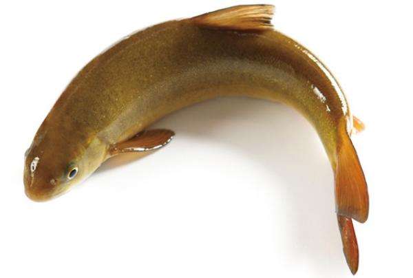 區分鰱魚鳙魚_鰱魚和鳙魚的區別_區別鰱魚鳙魚的特點
