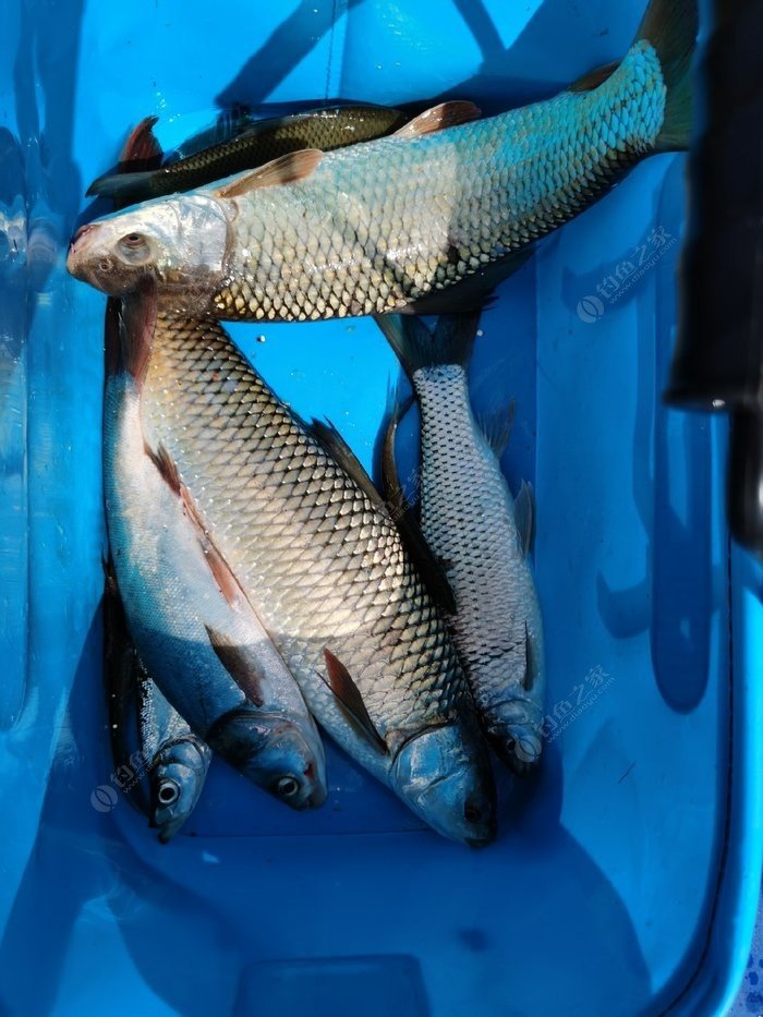 路亞翹嘴怎么釣_魚釣法路亞翹嘴怎么釣_路亞翹嘴魚的釣法