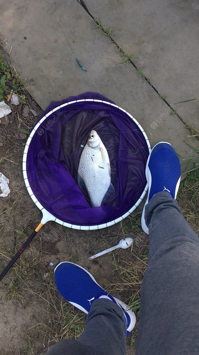 夜釣鯽魚技巧_夜釣鯽魚怎么調票_釣鯽魚夜釣最佳時間