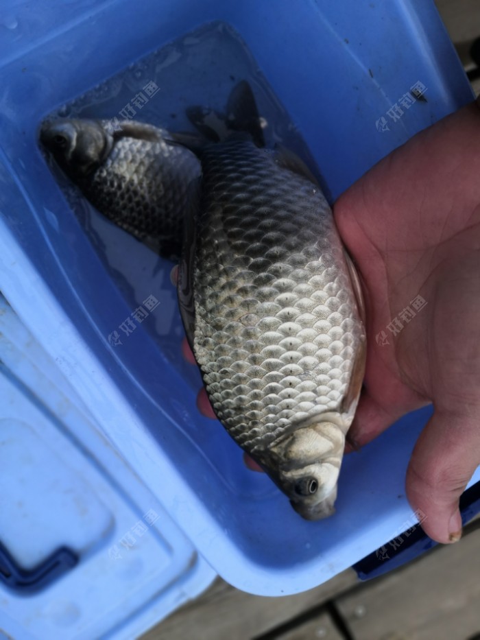 釣鯽魚夜釣最佳時間_夜釣鯽魚怎么調票_夜釣鯽魚技巧
