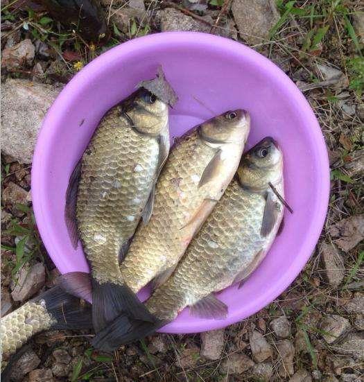 釣不到大魚怎么辦_沒釣到的大魚_釣魚沒釣到