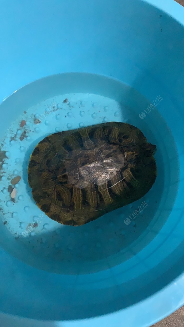 老鬼餌料_老鬼餌料配方視頻_老鬼魚餌配方
