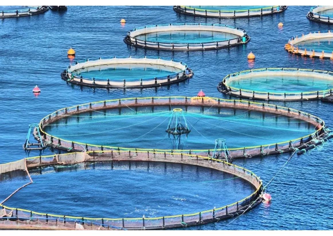 甘肅鱘魚流入廣元_千萬斤鱘魚從甘肅流入四川_甘肅鱘魚被洪水沖走
