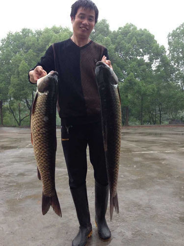 釣草魚魚餌好用不_草魚用什么魚餌最好釣_釣草魚用餌料