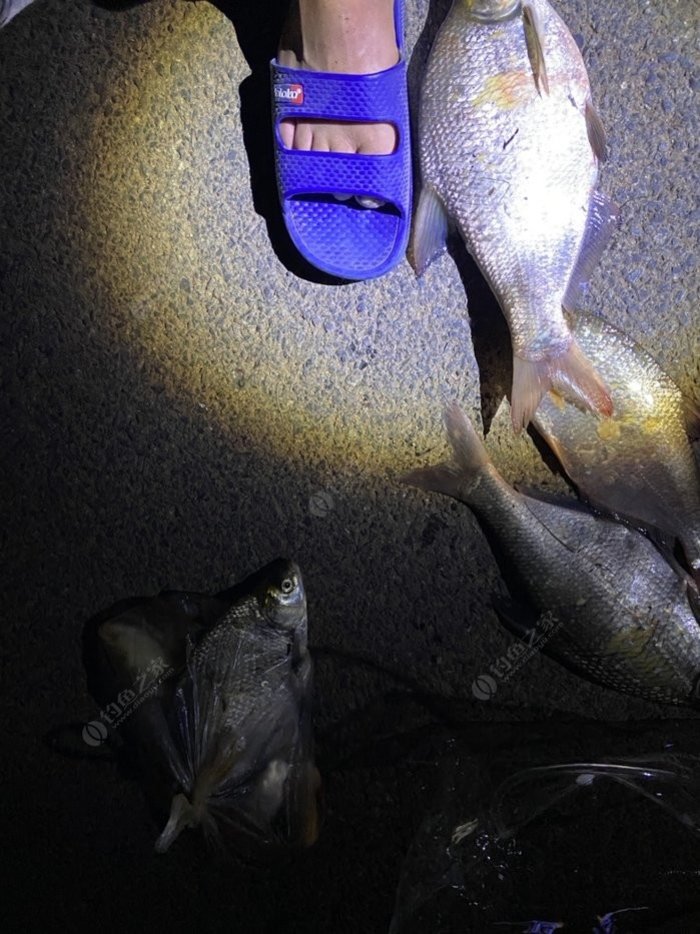 釣草魚魚餌好用不_草魚用什么魚餌最好釣_釣草魚用餌料