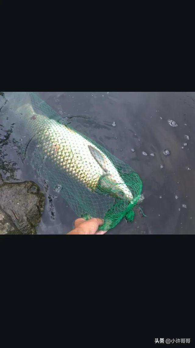 釣草魚用餌料_釣草魚魚餌好用不_草魚用什么魚餌最好釣
