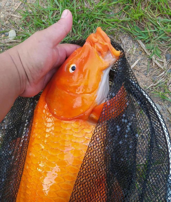 （老幣網）創造與魔法三文魚在哪釣？
