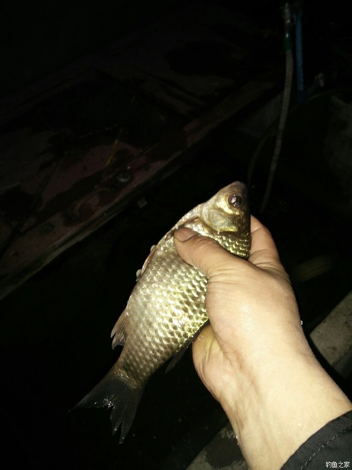 蚯蚓釣鯽魚絕密技巧_蚯蚓野釣鯽魚技巧視頻_野釣鯽魚視頻蚯蚓