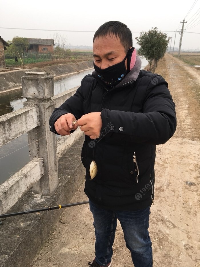 蚯蚓釣鯽魚絕密技巧_野釣鯽魚視頻蚯蚓_蚯蚓野釣鯽魚技巧視頻