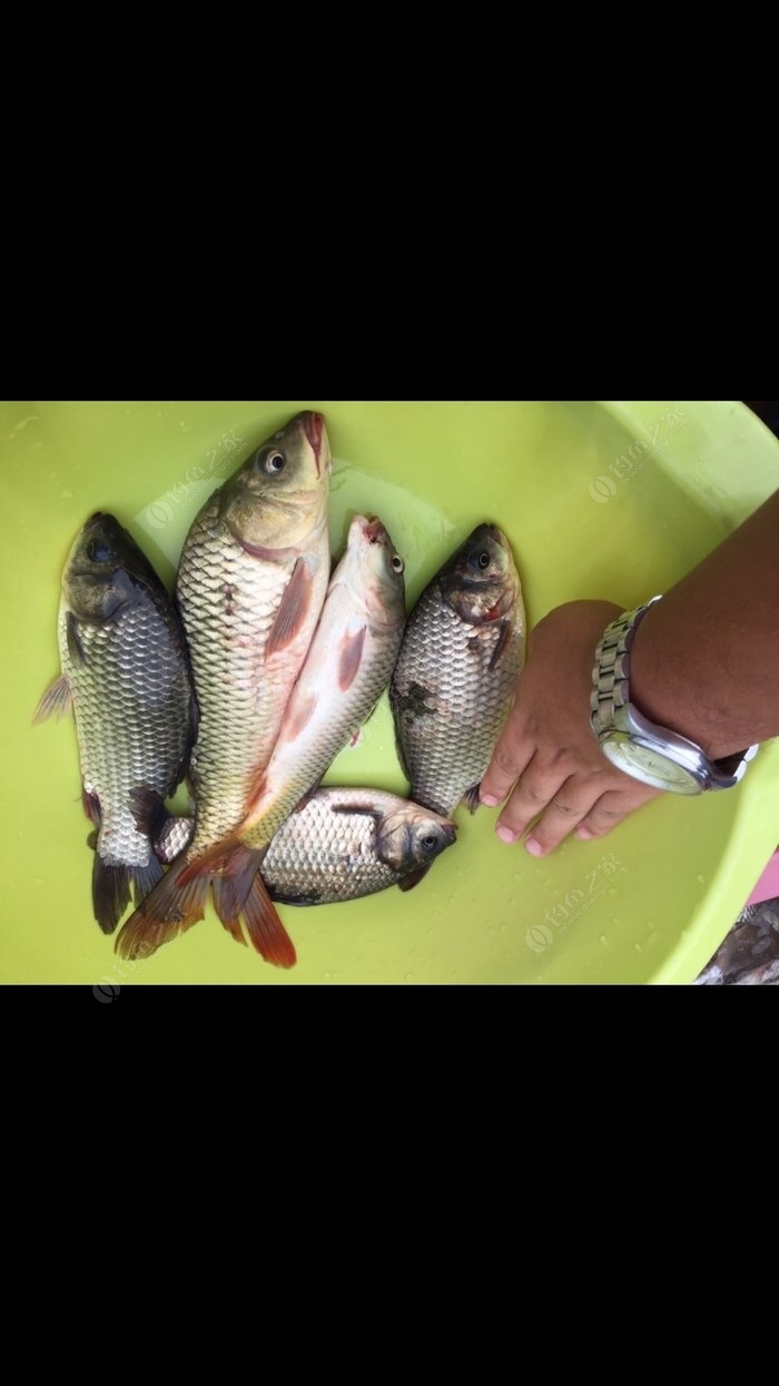 蚯蚓野釣鯽魚技巧視頻_蚯蚓釣鯽魚絕密技巧_野釣鯽魚視頻蚯蚓