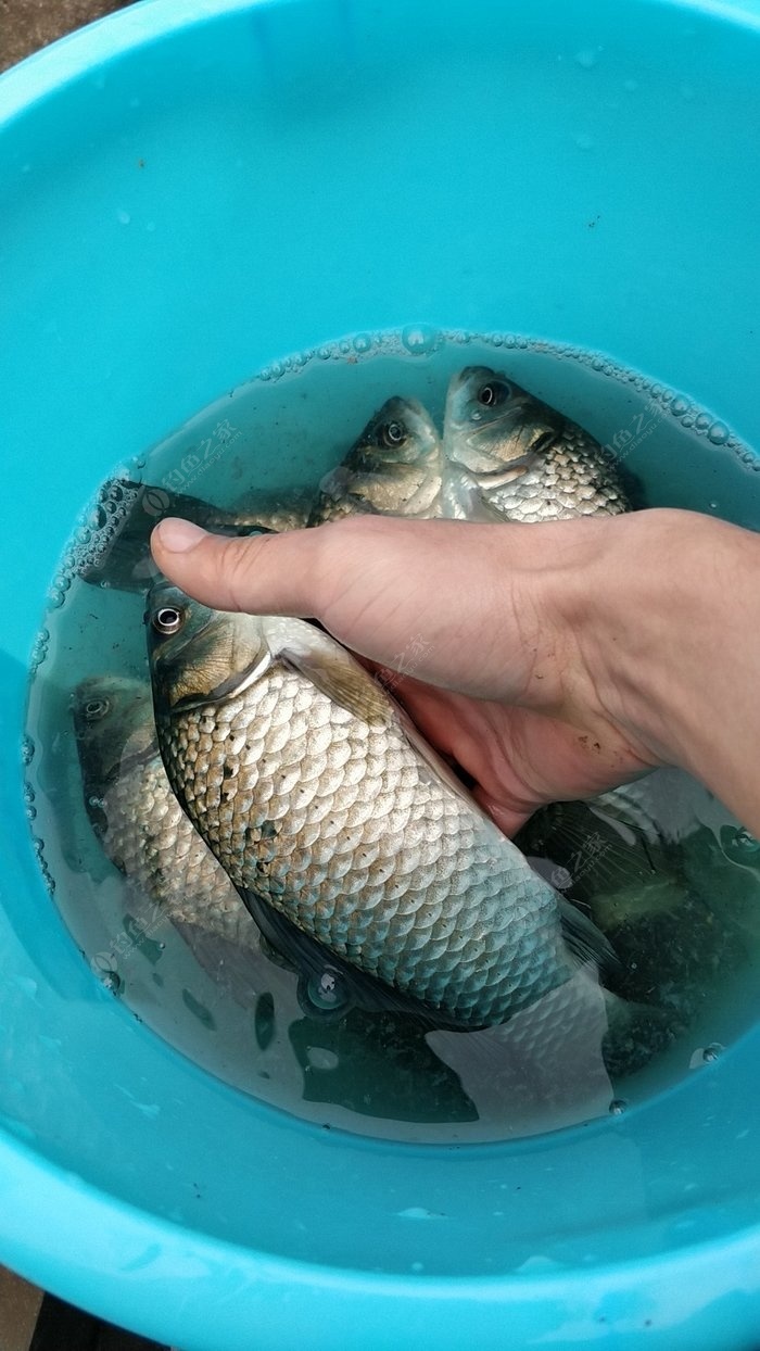 釣魚春季技巧口訣_春季釣魚技巧_釣魚春季技巧圖解