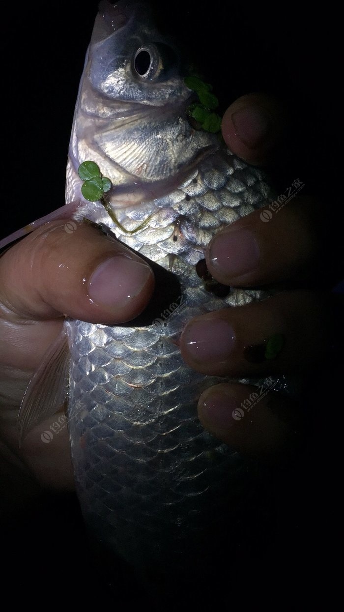 黃顙魚釣法_釣黃顙魚的餌料_釣黃顙魚的七大技巧