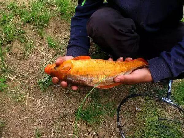 釣鯉魚調漂視頻_釣鯉魚如何調漂_釣鯉魚調漂的正確方法與技巧