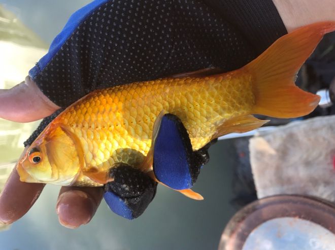 釣魚鯽魚用幾號勾子_釣鯽魚用幾號的勾_釣鯽魚用幾號鉤