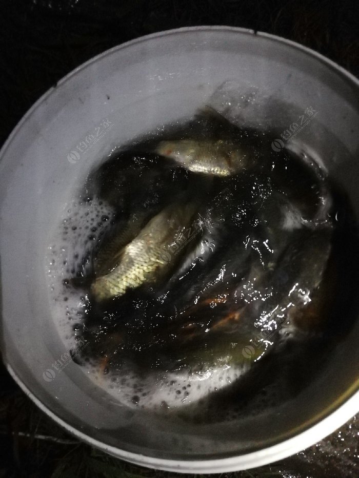 上海釣魚論壇_上海釣魚論壇之野釣_上海釣魚論壇首頁app