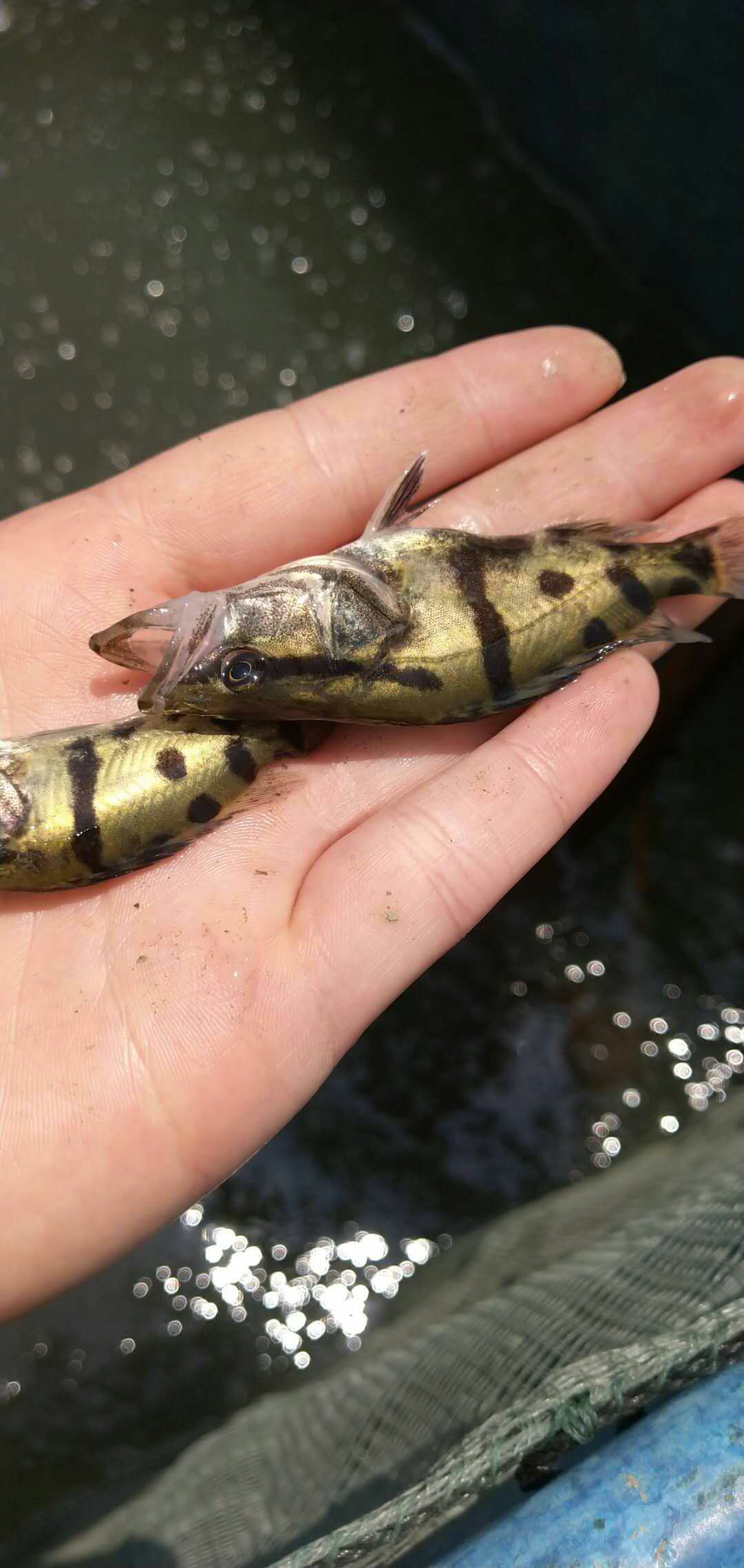 桂魚多少錢一斤_桂魚多少錢一斤_桂魚多少錢一斤