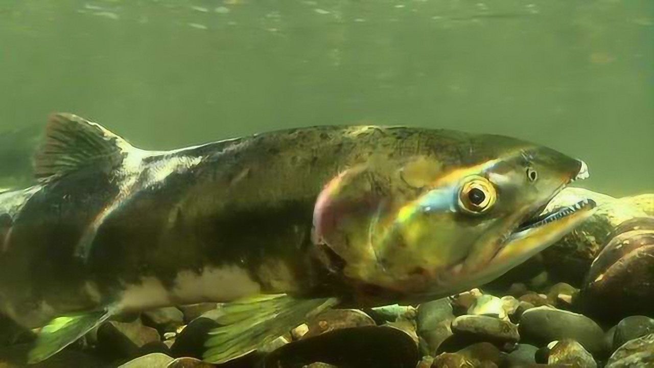 各種海魚的做法大全圖片_常見的海魚種類_海魚種類名稱圖片大全