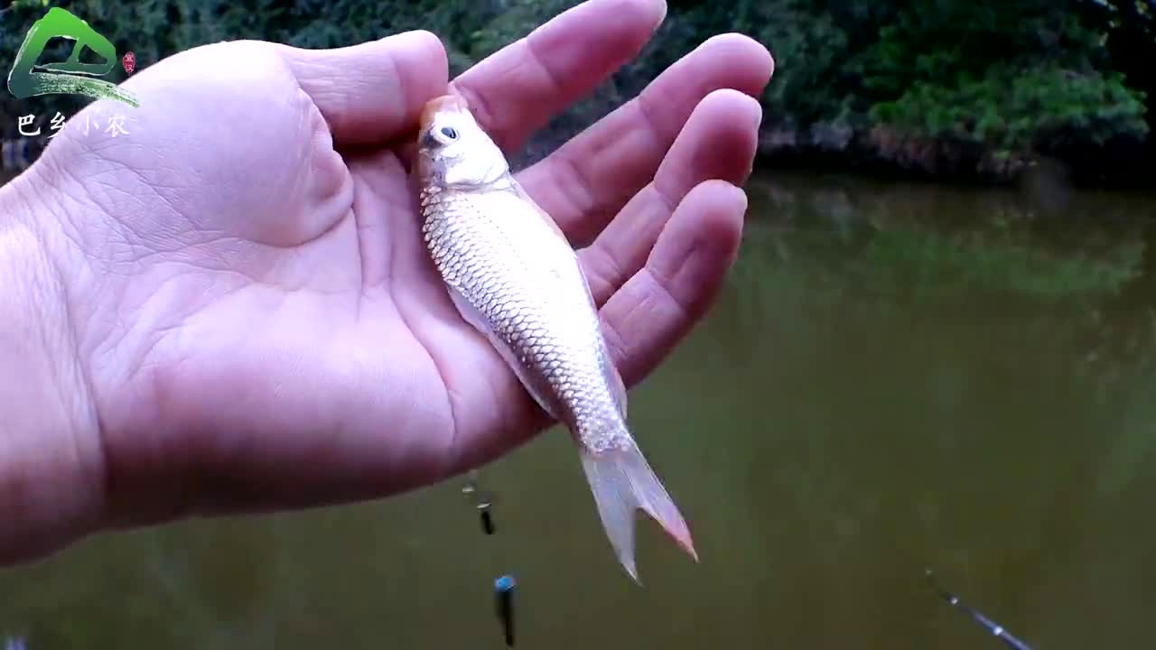 釣鯽魚用什么食最好_釣鯽魚用什么飼料好_釣鯽魚用什么食物