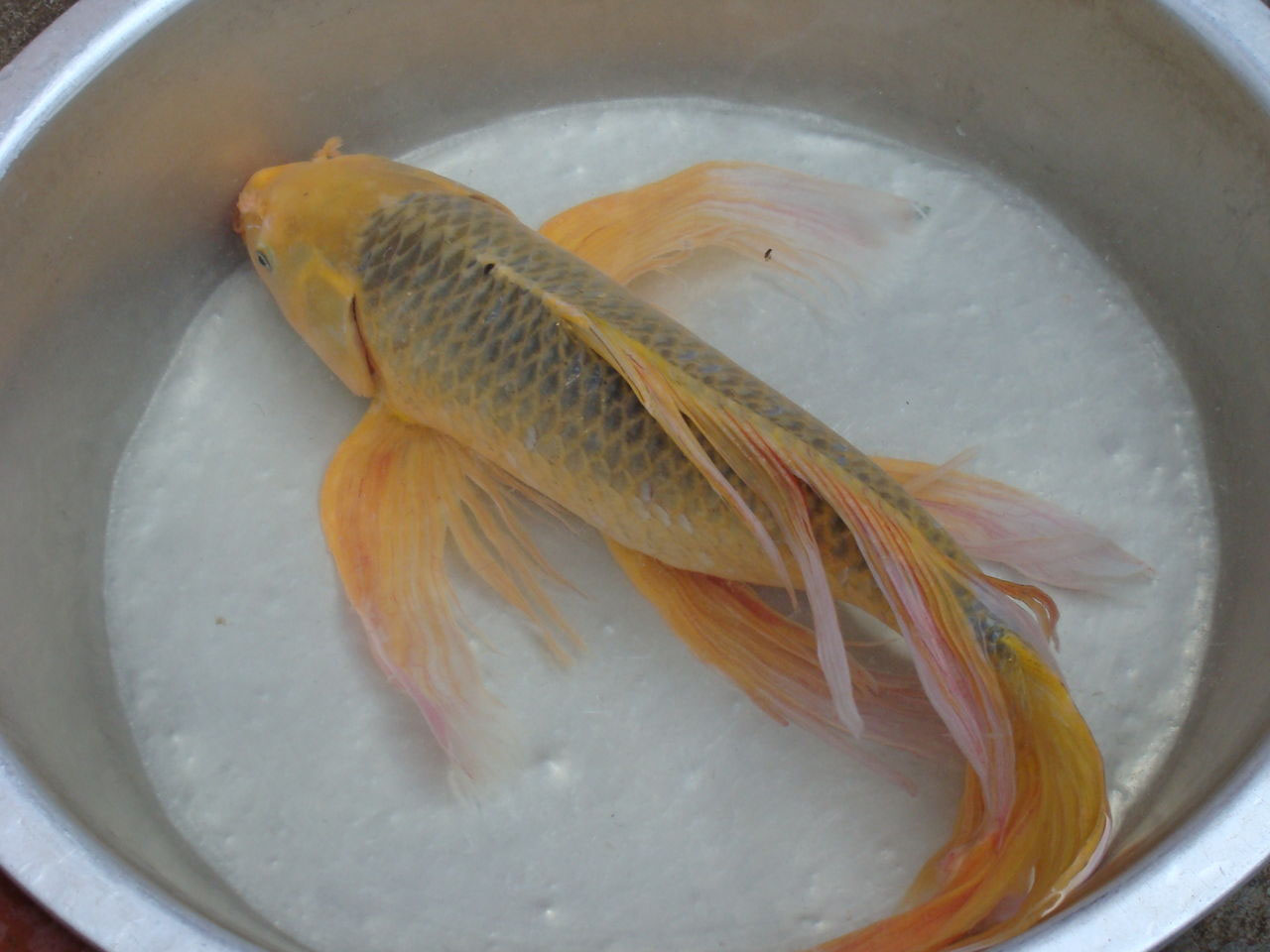 龍鳳錦鯉魚視頻_鯉魚龍鳳和錦鯉的區別_龍鳳錦鯉魚圖片