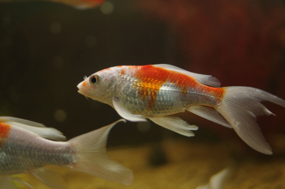 龍鳳錦鯉魚視頻_鯉魚龍鳳和錦鯉的區別_龍鳳錦鯉魚圖片