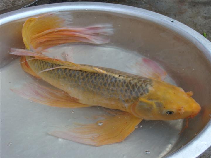 鯉魚龍鳳和錦鯉的區別_龍鳳錦鯉魚視頻_龍鳳錦鯉魚圖片