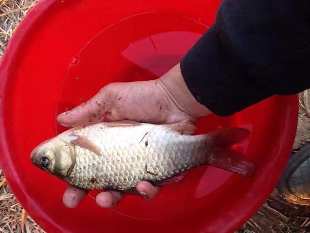 釣鯽魚技巧口訣視頻_釣鯽魚技巧口訣圖解_釣鯽魚技巧口訣