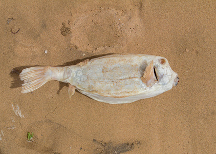 最大的魚是什么魚_魚大是什么意思_魚大是哪個大學