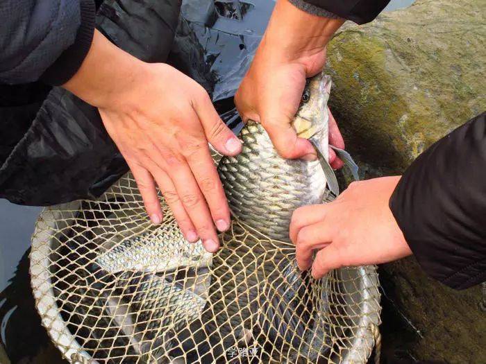 釣魚快速方法調漂找底視頻_釣魚快速方法調漂找底還是浮漂_釣魚調漂找底快速方法