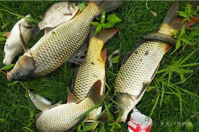 釣魚技巧指南_釣魚指南技巧和方法_實用釣魚指南