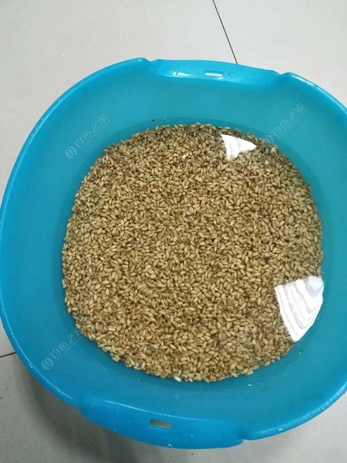 窩料酒米的制作_窩料酒米中藥配方_酒米窩料制作方法