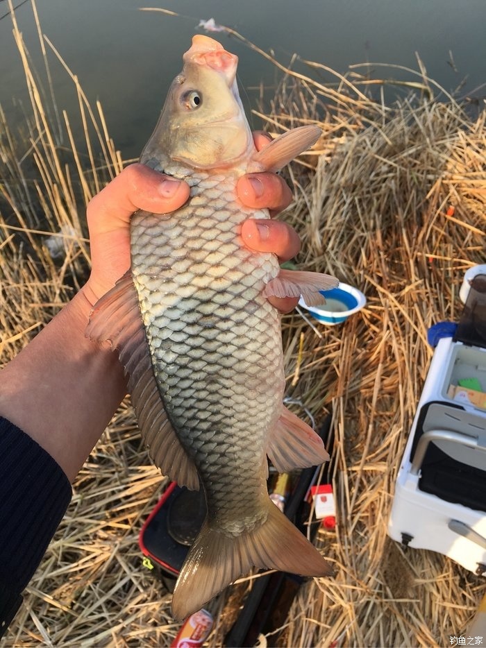 釣鯽魚兼顧鯉魚_又到鯽魚狂飛時我的拿手好戲老鬼餌料釣鯉魚_釣鯉鯽魚用什么餌料最好