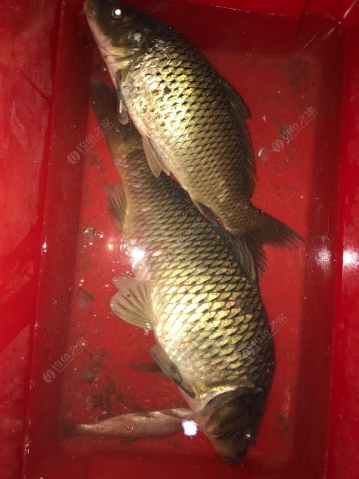 釣大魚視頻_釣大魚的視頻大全高清_釣大魚小視頻