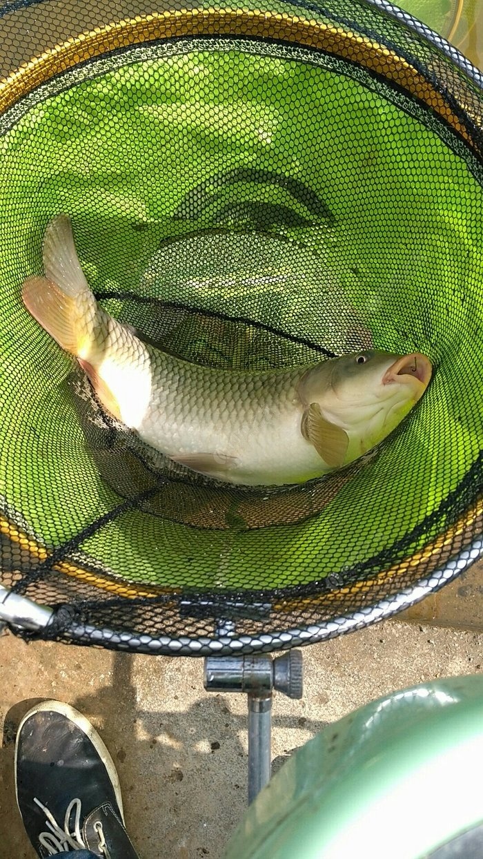 魚餌秘方_秘制魚餌配方_餌料秘方大全