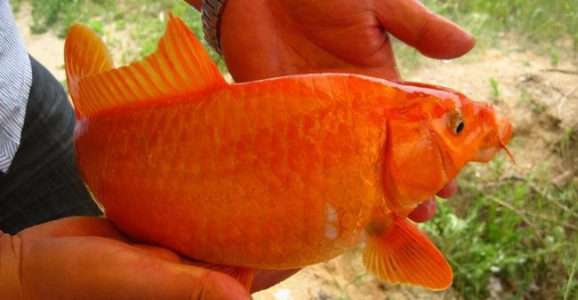 草魚圖片真實圖片_草魚圖片_鯉魚圖片