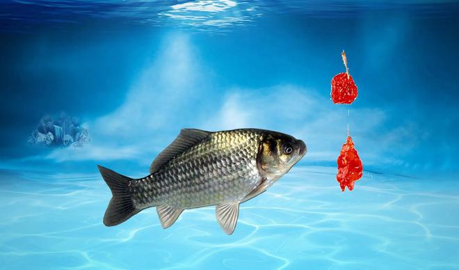 釣魚論壇app_釣魚論壇_釣魚技巧_釣魚餌料_魚餌配方_釣魚論壇之家