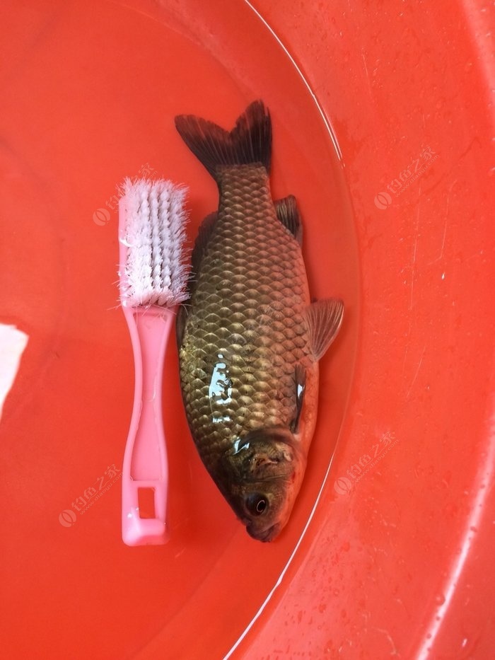 釣魚技巧調漂_釣魚技巧調漂方法_釣魚技巧調漂方法1