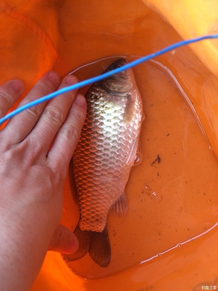 釣鯉魚技巧_釣鯉魚技巧和方法_逗釣鯽魚手法及技巧