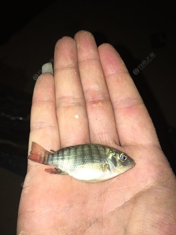 羅非魚餌料配方大全_羅非餌料配方大全免費_羅非魚餌料配方大全