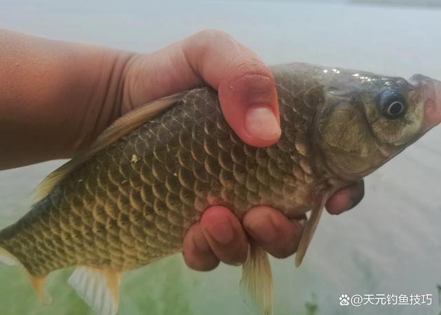 夏季釣魚餌料_夏季魚餌配方大全野釣_夏季釣魚使用魚餌的技巧必看